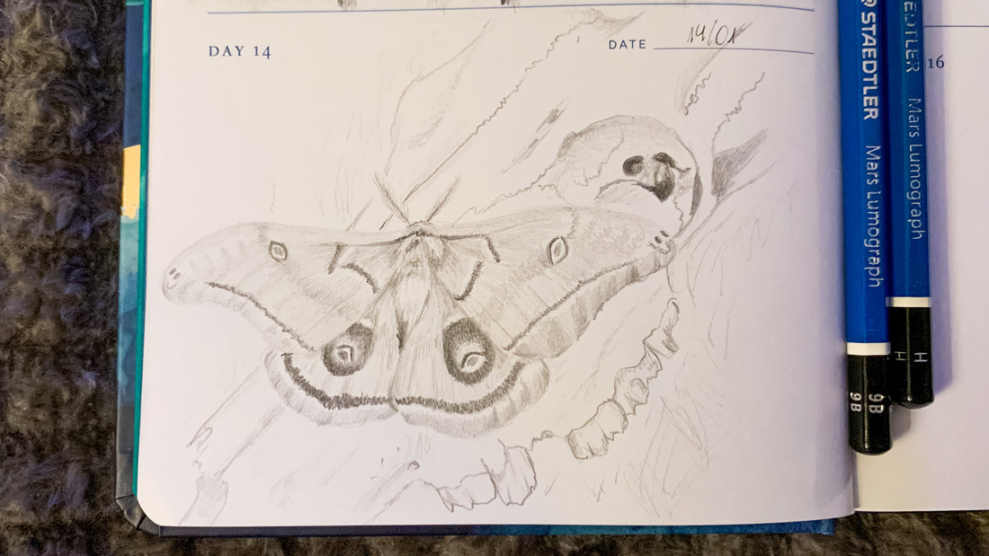 One Sketch A Day #14 - The Delicacy of Moths